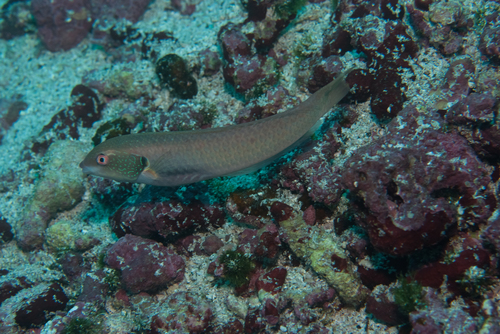 ภาพ ปลานกขุนทองทอง (Halichoeres melanotis)