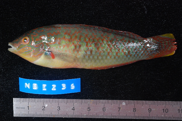 ภาพ ปลานกขุนทองเกล็ดด่าง (Halichoeres nigrescens)