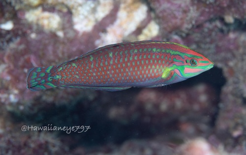 ภาพ ปลานกขุนทอง ornatissimus (Halichoeres ornatissimus)