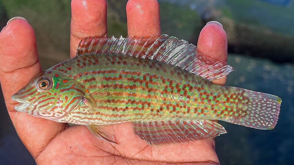 ภาพ ปลานกขุนทอง pardaleocephalus (Halichoeres pardaleocephalus)