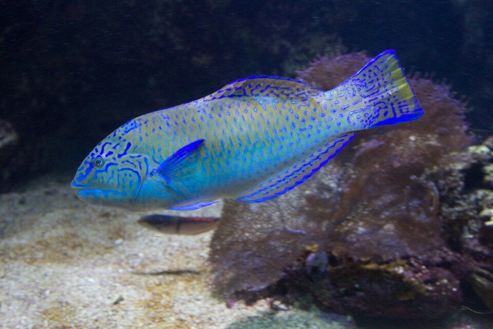 ภาพ ปลานกขุนทอง radiatus (Halichoeres radiatus)