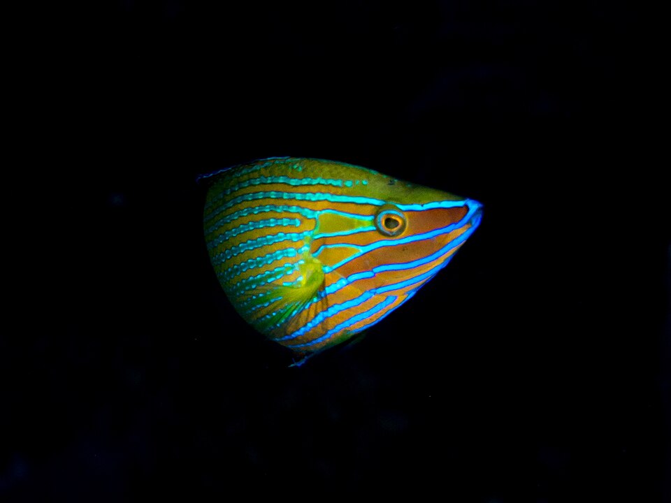 ภาพ ปลานกขุนทองลายเส้น (Halichoeres richmondi)