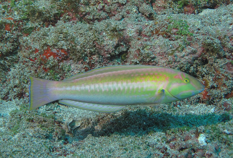 ภาพ ปลานกขุนทองแดงเขียว (Halichoeres rubrovirens)