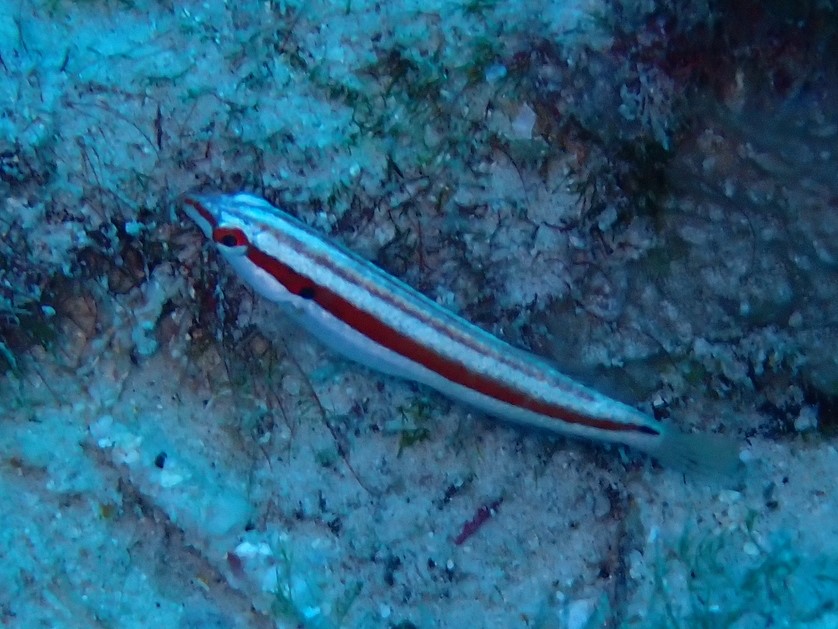 ภาพ ปลานกขุนทองแดงลายเส้น (Halichoeres salmofasciatus)