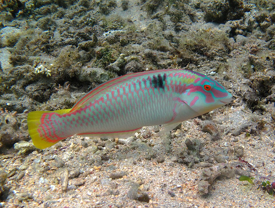ภาพ ปลานกขุนทองขาวแถบดำ (Halichoeres scapularis)