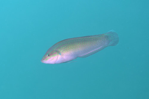 ภาพ ปลานกขุนทอง tenuispinis (Halichoeres tenuispinis)