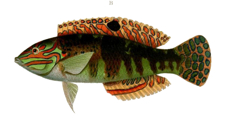 ภาพ ปลานกขุนทองส้ม (Halichoeres timorensis)