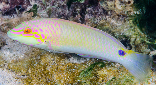 ภาพ ปลานกขุนทองลายจุดสายรุ้ง (Halichoeres trimaculatus)