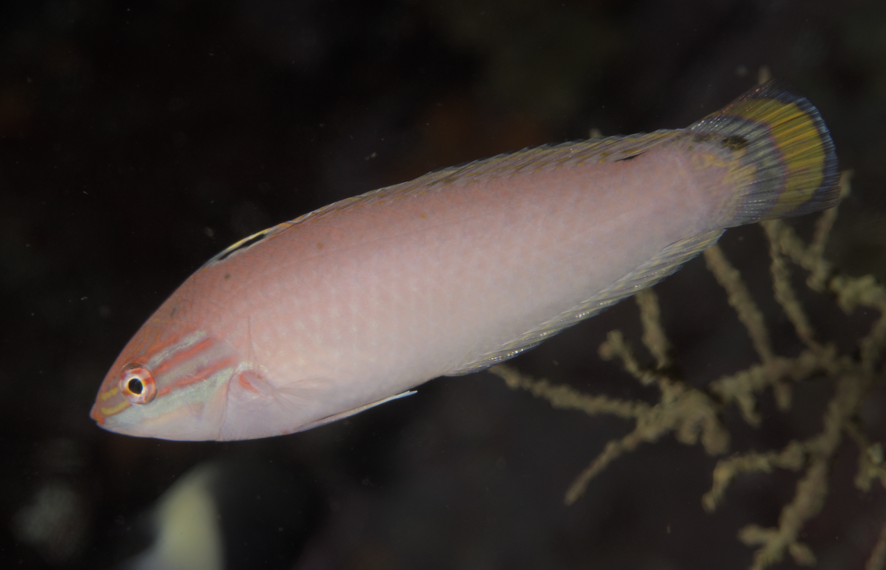 ภาพ ปลานกขุนทองอินเดียขาว (Halichoeres trispilus)