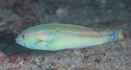 ภาพ ปลานกขุนทองแถบทอง (Halichoeres zeylonicus)