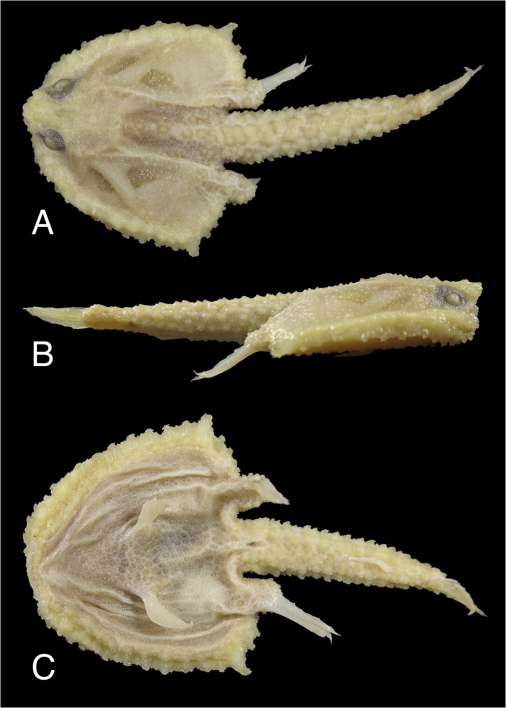 ภาพ ปลา granulosus (Halicmetus granulosus)