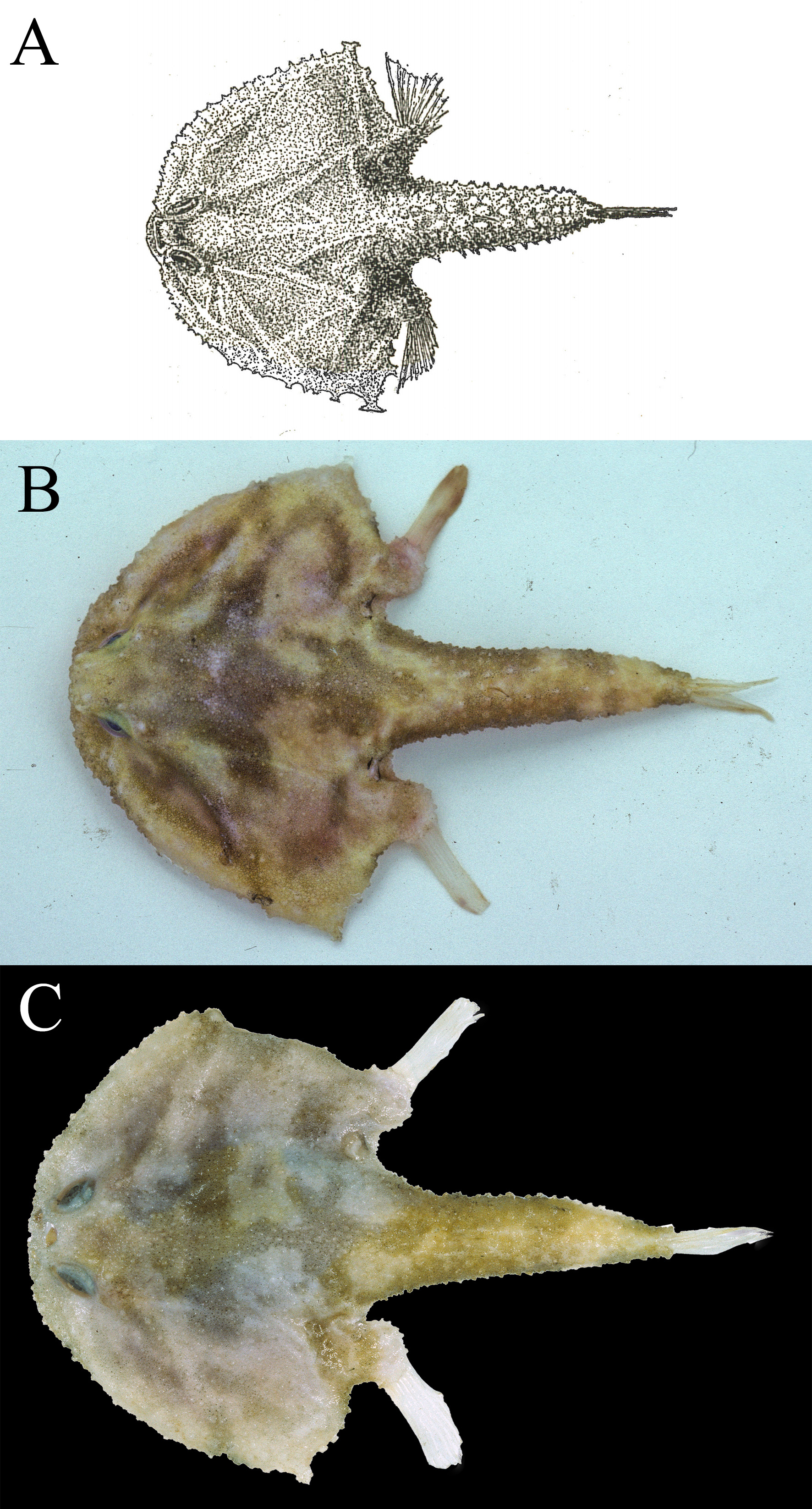 ภาพ ปลา marmoratus (Halicmetus marmoratus)