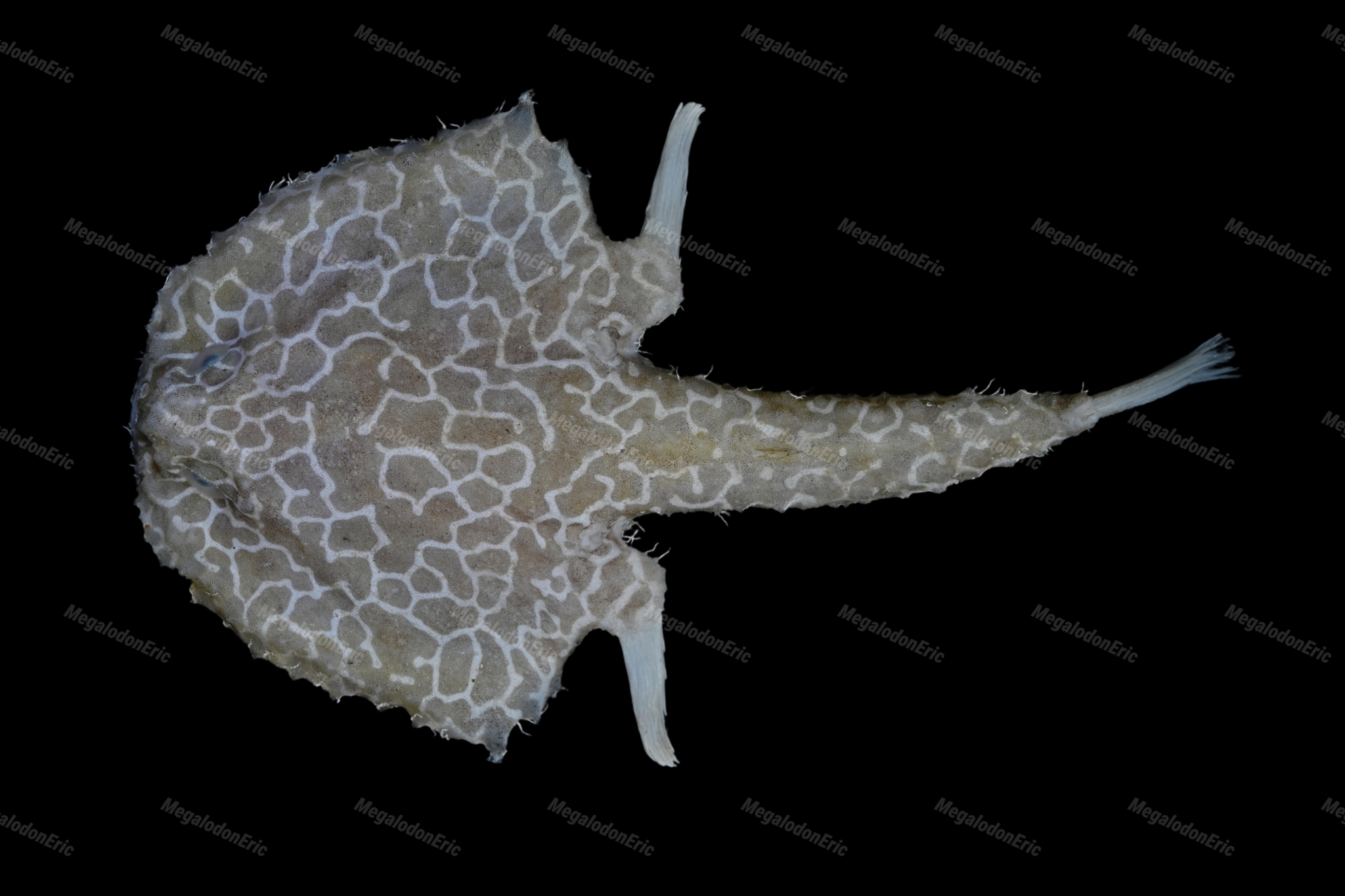 ภาพ ปลา reticulatus (Halicmetus reticulatus)