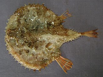 ภาพ ปลา indica (Halieutaea indica)
