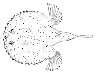 ภาพ ปลา stellata (Halieutaea stellata)