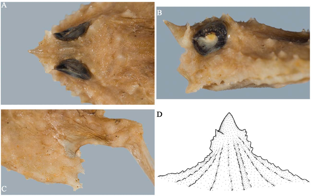 ภาพ ปลา bathyoreos (Halieutopsis bathyoreos)