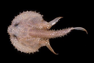 ภาพ ปลา galatea (Halieutopsis galatea)