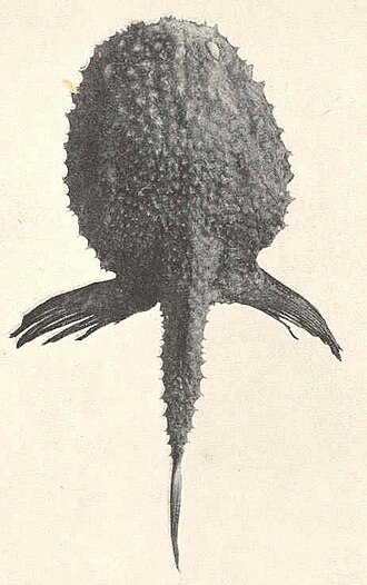 ภาพ ปลา stellifera (Halieutopsis stellifera)