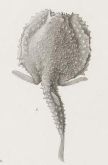 ภาพ ปลา tumifrons (Halieutopsis tumifrons)