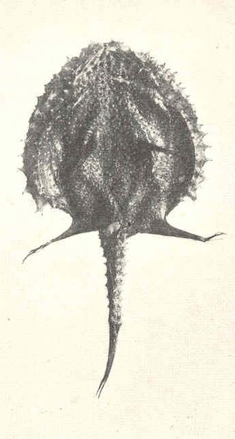 ภาพ ปลา vermicularis (Halieutopsis vermicularis)