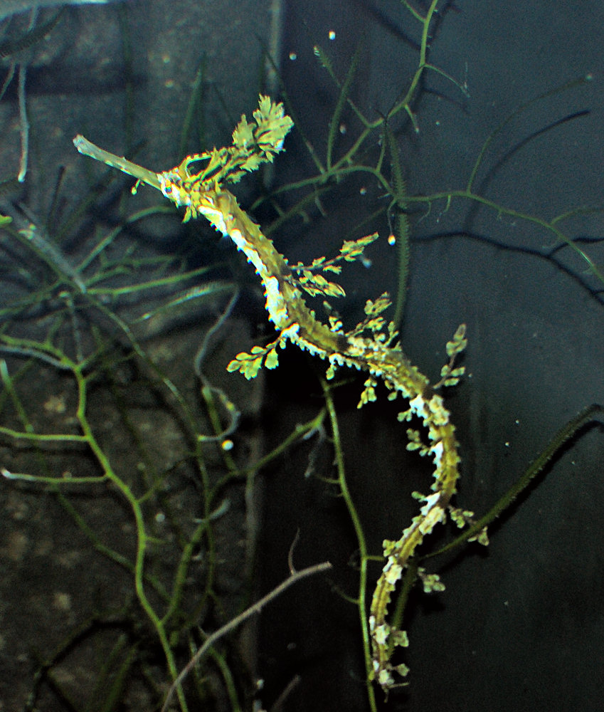 ภาพ ม้าน้ำ taeniophorus (Haliichthys taeniophorus)