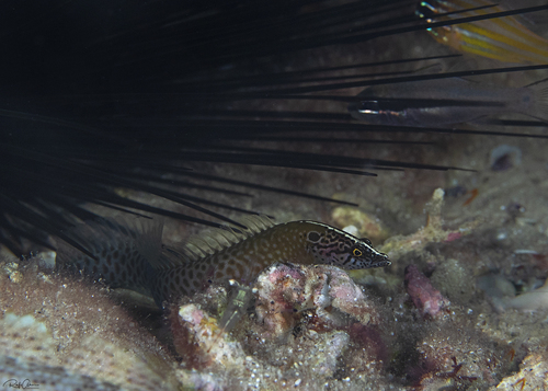 ภาพ ปลาดอตตี้แบ็คแอฟริกาไหล (Haliophis guttatus)