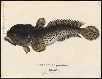 ภาพ ปลา didactylus (Halobatrachus didactylus)