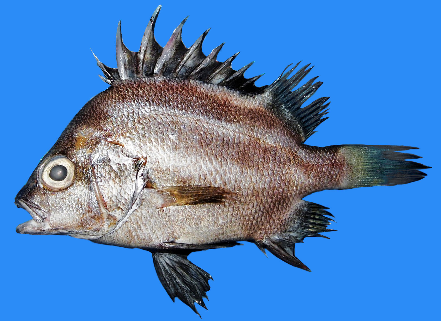 ภาพ ปลา bengalensis (Hapalogenys bengalensis)