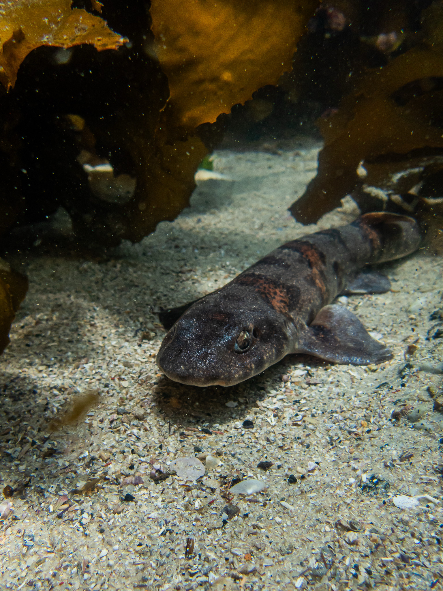 ภาพ ปลา edwardsii (Haploblepharus edwardsii)