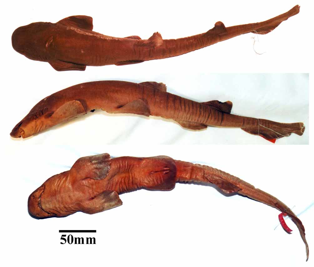 ภาพ ปลา fuscus (Haploblepharus fuscus)