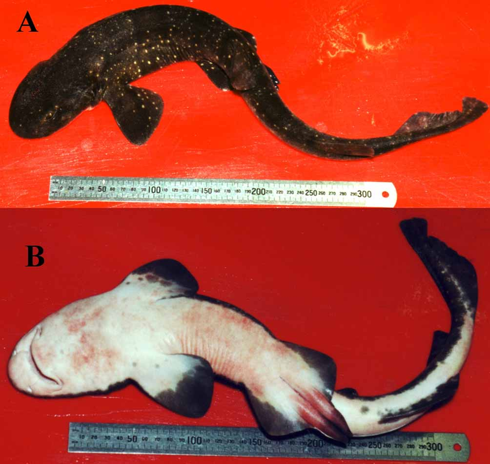 ภาพ ปลา pictus (Haploblepharus pictus)