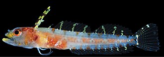 ภาพ ปลา dropi (Haptoclinus dropi)