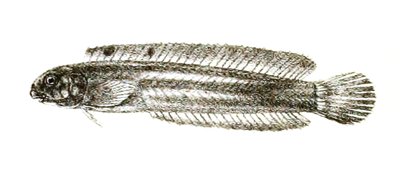 ภาพ ปลาตั๊กแตนหินตั๊กแตนหิน (Haptogenys bipunctata)