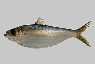 ภาพ ปลา clupeola (Harengula clupeola)