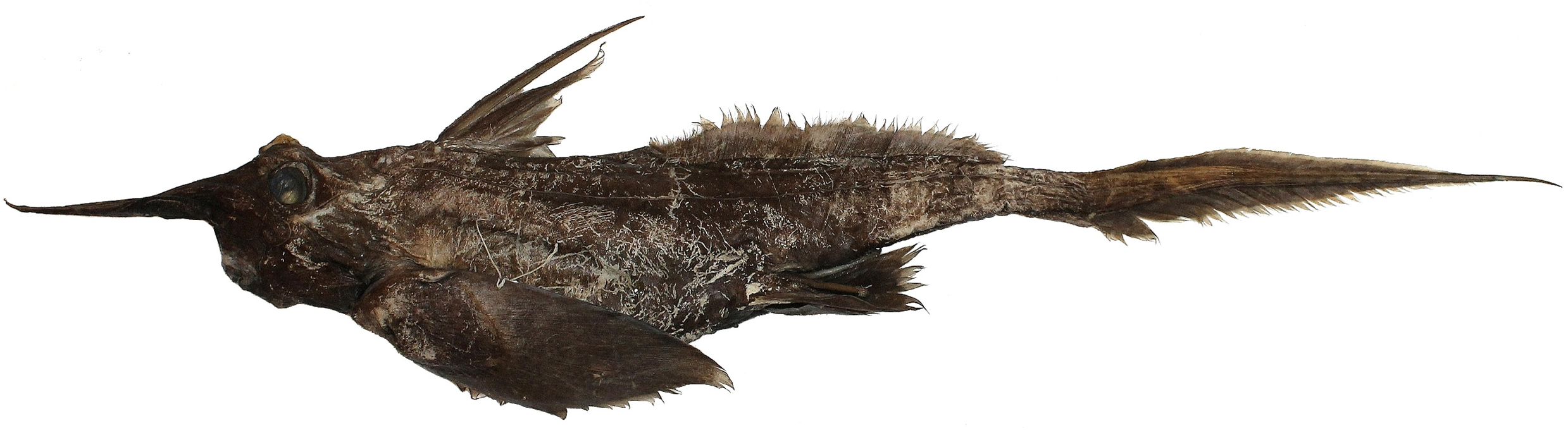 ภาพ ปลา raleighana (Harriotta raleighana)