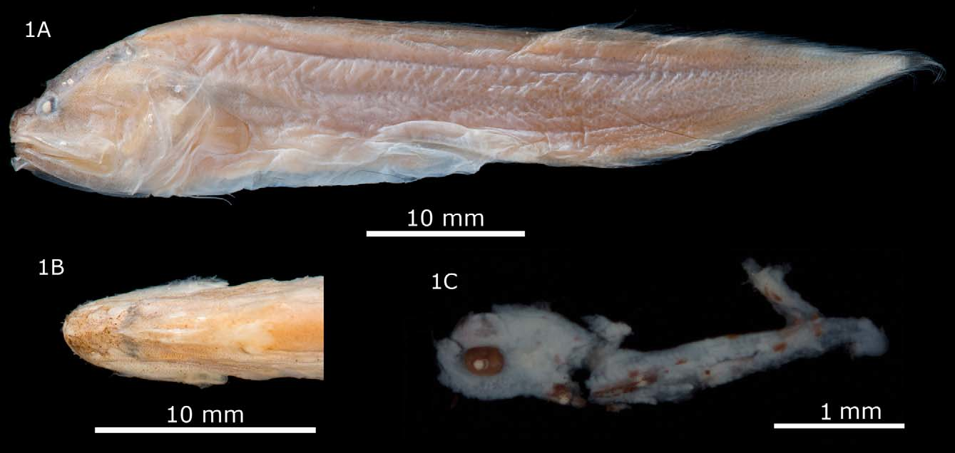 ภาพ ปลา arafurensis (Hastatobythites arafurensis)