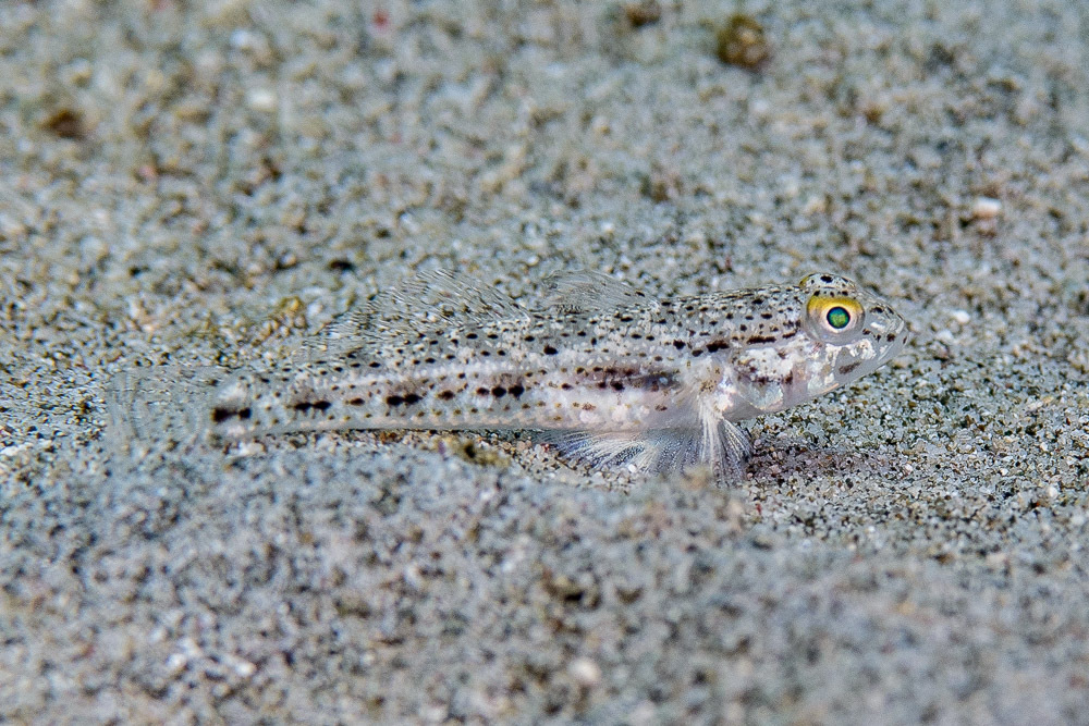 ภาพ ปลาบู่ดำจุด (Hazeus maculipinna)