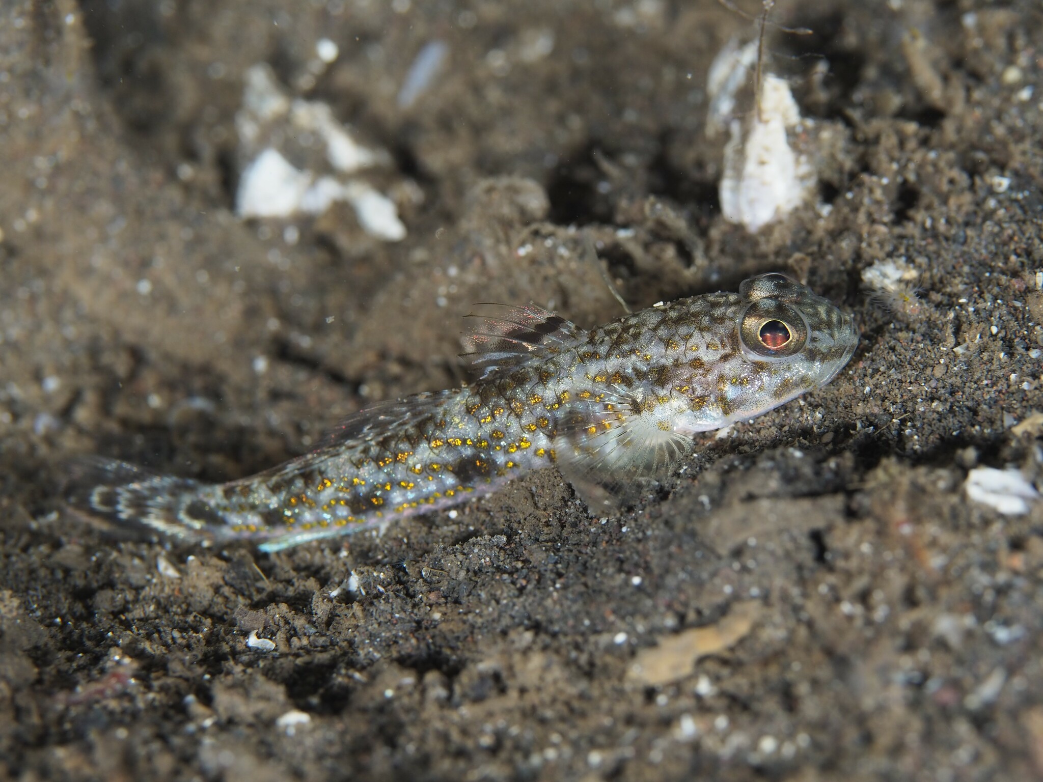 ภาพ ปลาบู่บู่ (Hazeus otakii)