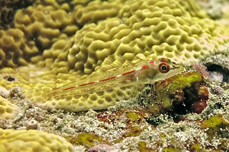 ภาพ ปลา chica (Helcogramma chica)