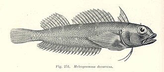 ภาพ ปลา decurrens (Helcogramma decurrens)