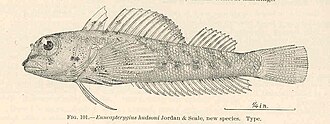 ภาพ ปลา hudsoni (Helcogramma hudsoni)