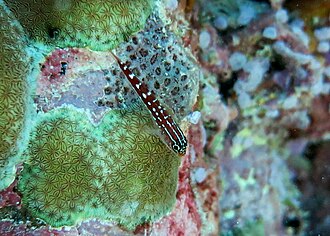 ภาพ ปลา maldivensis (Helcogramma maldivensis)