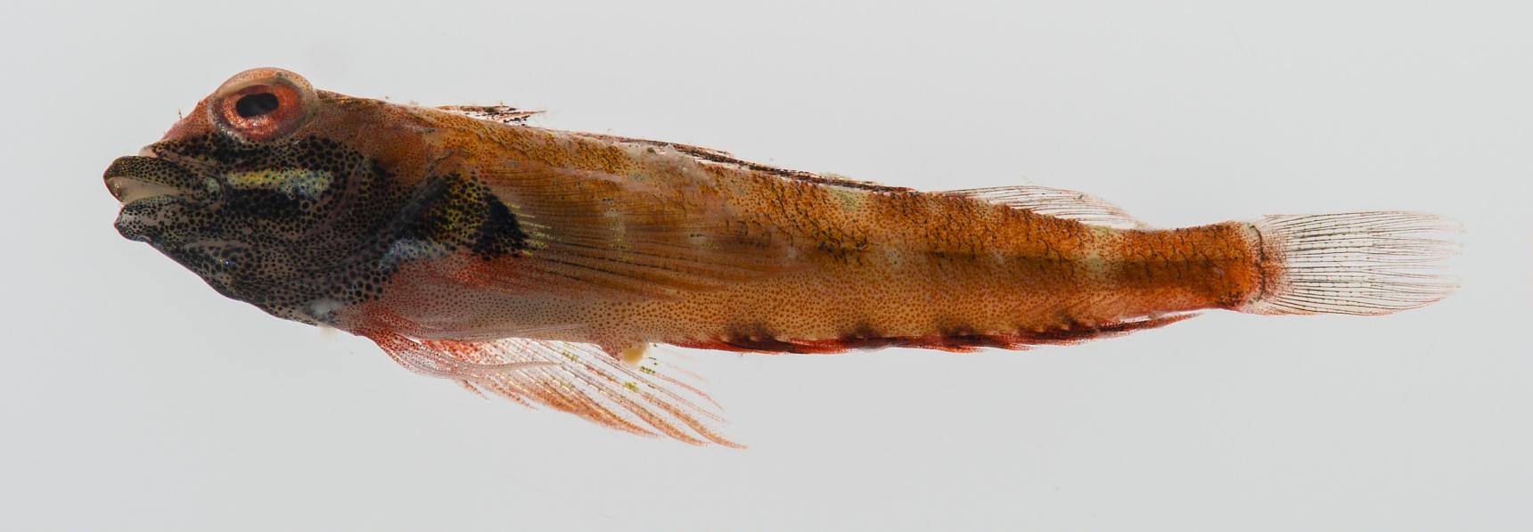 ภาพ ปลา obtusirostris (Helcogramma obtusirostris)