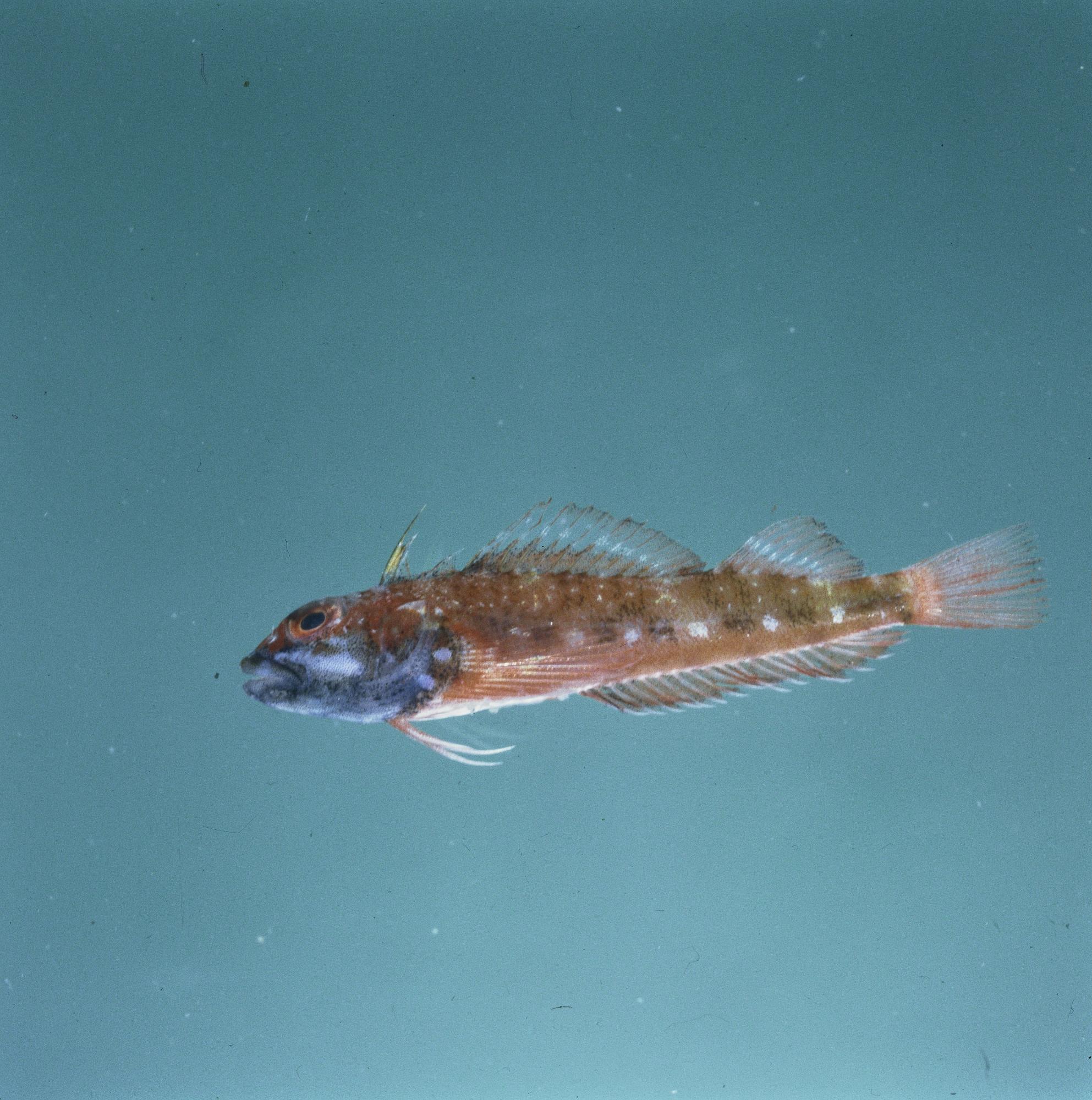 ภาพ ปลา steinitzi (Helcogramma steinitzi)