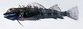 ภาพ ปลา trigloides (Helcogramma trigloides)