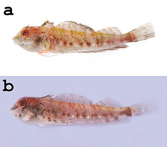 ภาพ ปลา williamsi (Helcogramma williamsi)