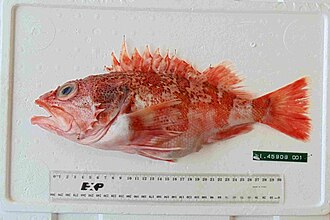 ภาพ ปลา barathri (Helicolenus barathri)