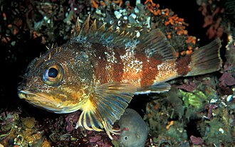 ภาพ ปลา percoides (Helicolenus percoides)
