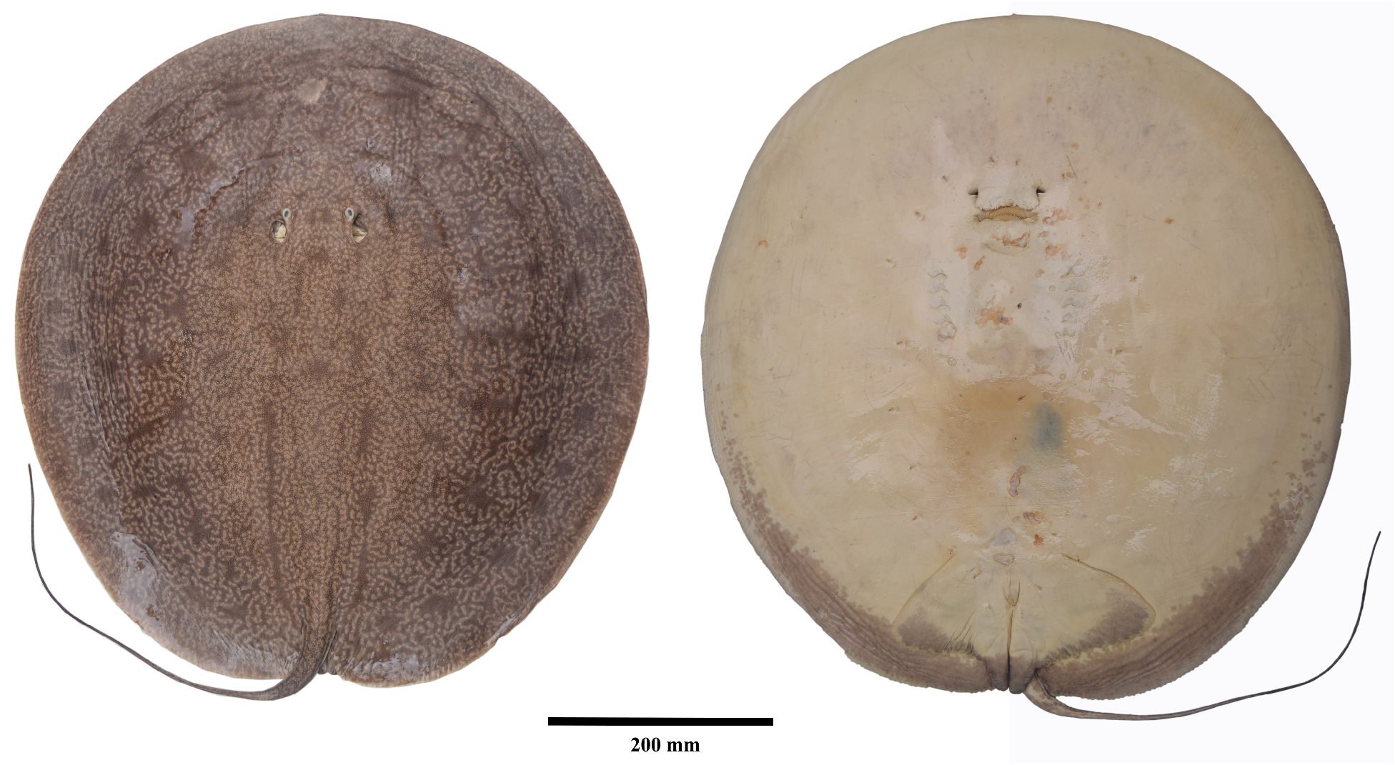 ภาพ ปลา rosai (Heliotrygon rosai)
