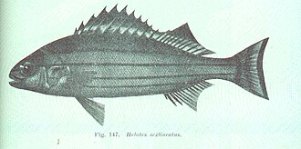 ภาพ ปลา sexlineatus (Helotes sexlineatus)